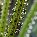 Drosophyllum in the wild.