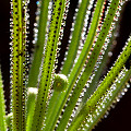 Drosophyllum in the wild.