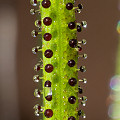 Drosophyllum in the wild.