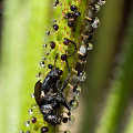 Drosophyllum in the wild.