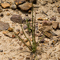 Drosophyllum in the wild.