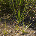 Drosophyllum in the wild.