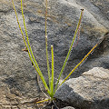 Drosophyllum in the wild.