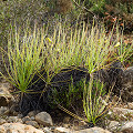 Drosophyllum in the wild.