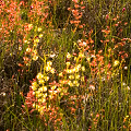 Drosera stricticaulis, D. menziesii, and D. gigantea in the sunset.