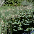 A Utricularia gibba and U. macrorhiza site in British Columbia.