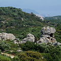 Drosophyllum habitat, Spain.
