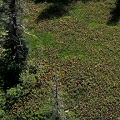 Nevada County, overhead view of the site with the rare Othello variant.