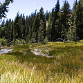 Plumas County, D. rotundifolia  in Lassen Volcanic National Monument.