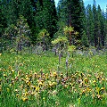 Plumas County, a famous site, with Drosera rotundifolia.