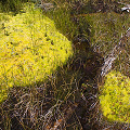 Plumas County, D. rotundifolia  in Lassen Volcanic National Monument.