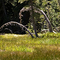 Plumas County, D. rotundifolia  in Lassen Volcanic National Monument.