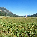 El Dorado County, an enormous fen site, with several Utricularia and D.rotundifolia.