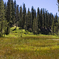 Plumas County, D. rotundifolia and U. minor in Lassen Volcanic National Monument.