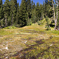 Plumas County, D. rotundifolia  in Lassen Volcanic National Monument.