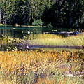 Siskiyou County, a lake site also containing D. rotundifolia and Utricularia.