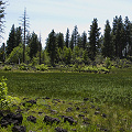 Modoc County, a site with several species.