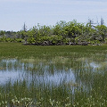 Modoc County, a site with several species.