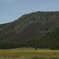 Lassen County, U. macrorhiza, with U. minor reported but not yet detected by me.