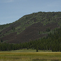 Lassen County, U. macrorhiza, with U. minor reported but not yet detected by me.