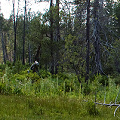 Plumas County, California.