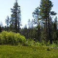 Plumas County, California.