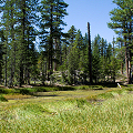 Nevada County, Utricularia minor, U. macrorhiza, D. rotundifolia.