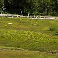 Sierra County, a  site also containing D. rotundifolia .