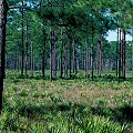 Osceola County, a site where fire is allowed to move through frequently, housing several species of carnivorous plants.