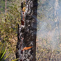 Columbia County, being burned.