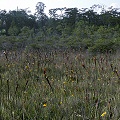 Liberty County, intact savannah dominated by Sarracenia flava.