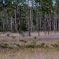 Liberty County, an intact savannah with Sarracenia flava and many sundews and butterworts.