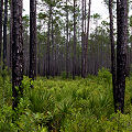 Liberty County, a nicely maintained open forest.