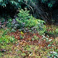 Rabun County, a bog with the rare S. purpurea var. montana, the only site for this plant in Georgia.