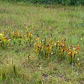 Onslow County, coastal pitcher plant site.