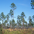 Brunswick County, Green swamp island vegetation.