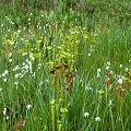 Berkeley County, several species in a biologically rich clearing.