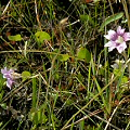 Berkeley County, Pinguicula caerulea and Drosera capillaris are the main carnivores at this site.