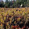 Rutland County, very pretty plants in a remote bog.