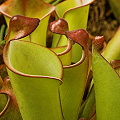 Well-grown plants with good coloration.