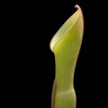 Heliamphora nutans