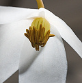 Heliamphora nutans