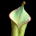 This is but a tiny pitcher of a juvenile plant.