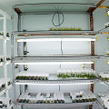 A home tissue culture lab supplying a successful carnivorous plant nursery.