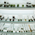 A home tissue culture lab supplying a successful carnivorous plant nursery.
