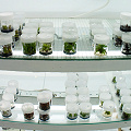 A home tissue culture lab supplying a successful carnivorous plant nursery.