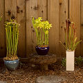 Sarracenia as garden decorations.