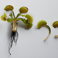 Dionaea pullings