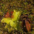 In cultivation, California.