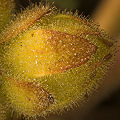 Glandular flower bud in Yolo County.